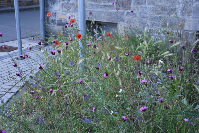 2026 06 06 Blumen Oebisfelder Strasse 13x