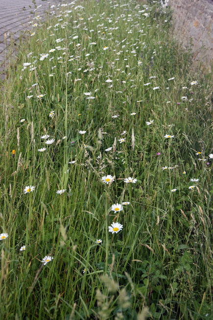 2026 06 06 Blumen Oebisfelder Strasse 15.xJPG