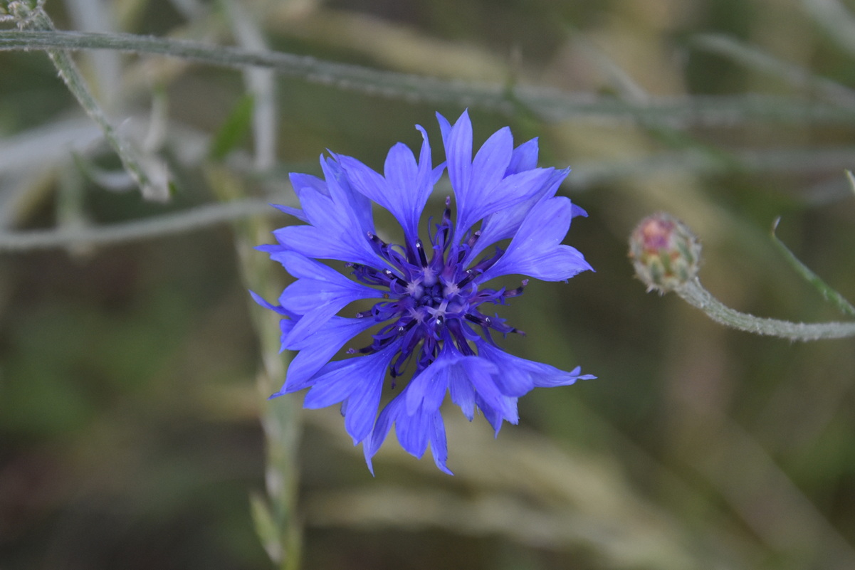 2026 06 06 Blumen Oebisfelder Strasse 16x