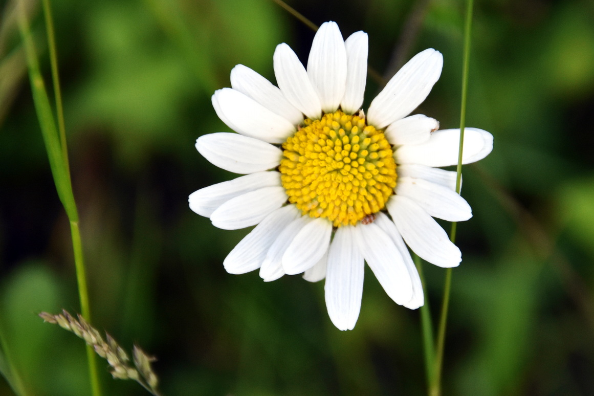 2026 06 06 Blumen Oebisfelder Strasse 17xx