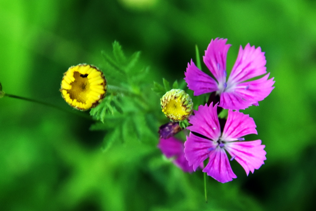 2026 06 06 Blumen Oebisfelder Strasse 20xxx