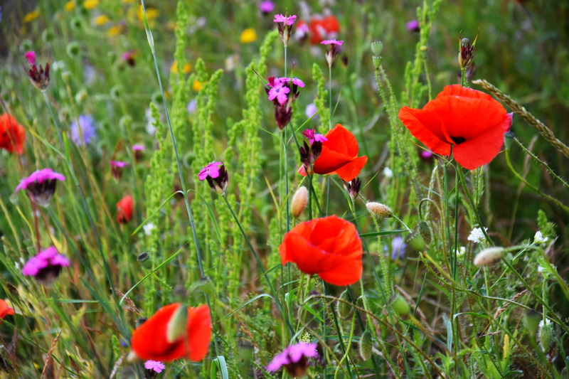 2026 06 06 Blumen Oebisfelder Strasse 7x