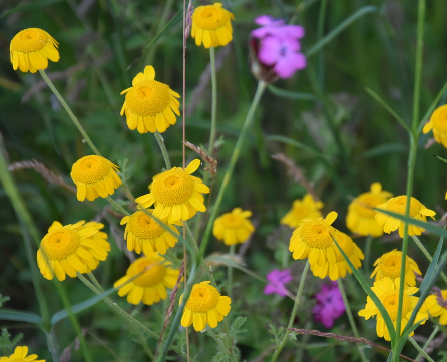 2026 06 06 Blumen Oebisfelder Strasse 9xx