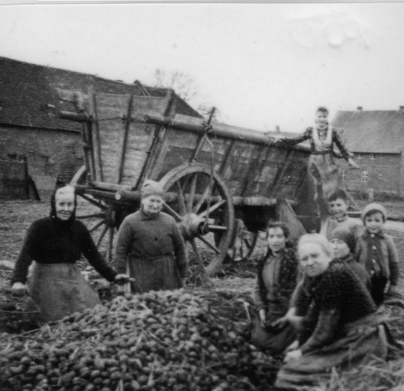 1950 Kartoffeln sammeln neu0011jpg